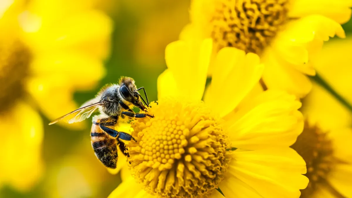 آمازون گجت هوش مصنوعی Bee