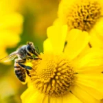 آمازون گجت هوش مصنوعی Bee