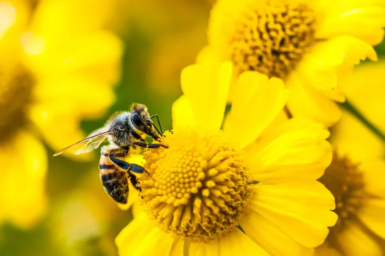 آمازون گجت هوش مصنوعی Bee